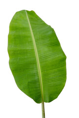 one green Banana leaf plant of tropical