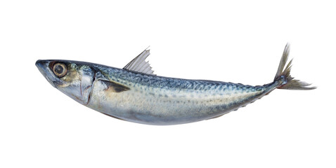 one Fresh saba fish or Mackerel