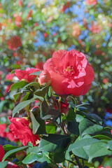 Spring flowers. Flowering Camellia bush in garden on sunny day