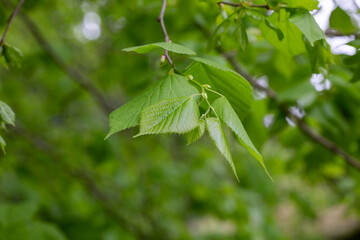 Bright green leaves of Tilia Koreana Nakai Tilia amurensis, Amur lime or Amur linden . Linden tree in spring