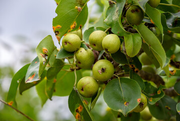 Young fruits of Japanese pear, on the branch