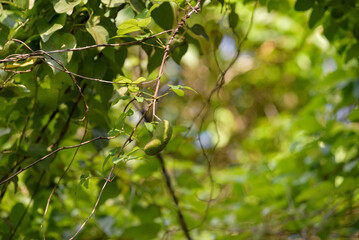 Young fruits of akebia, hanging on a vine