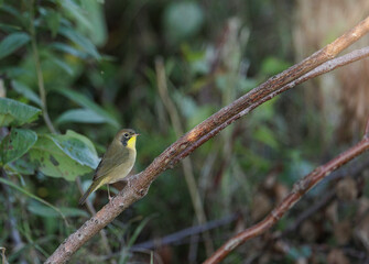 Common Yellowthroat on migration, first fall plumage