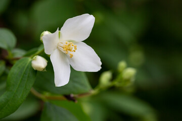 Philadelphus They are named mock-orange in reference to their flowers, flowers and jasmine Jasminum