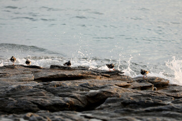 Birds on the coast of Brittany on a rock