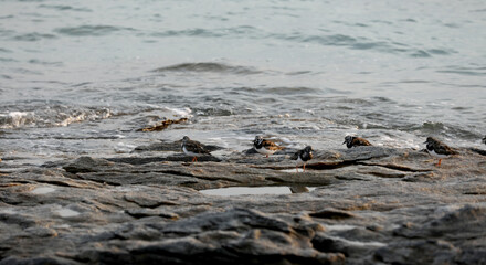 Birds on the coast of Brittany on a rock
