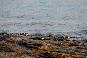 Birds on the coast of Brittany on a rock