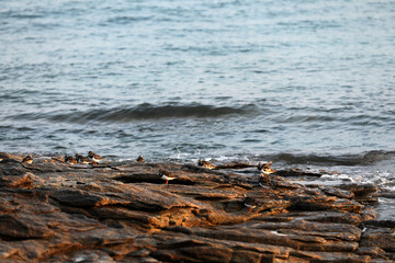 Birds on the coast of Brittany on a rock