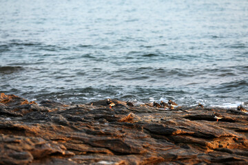 Fototapeta premium Birds on the coast of Brittany on a rock