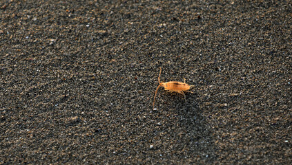 Beach flea on a beach in Brittany Bretagne