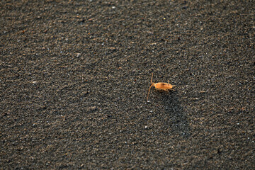 Beach flea on a beach in Brittany Bretagne
