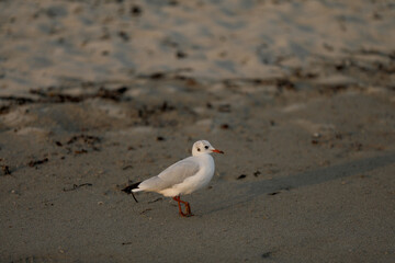 Gull goes along the beach
