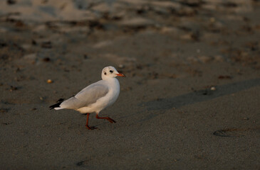Gull goes along the beach