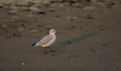 Gull goes along the beach
