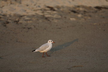 Gull goes along the beach
