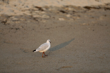 Gull goes along the beach