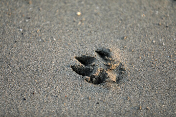 Dog paw claw in the sand