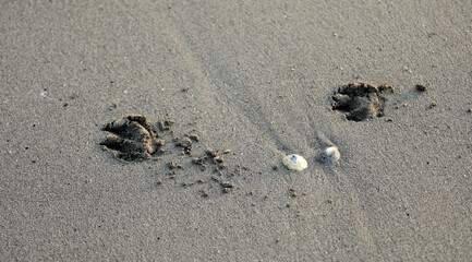 Dog paw claw in the sand