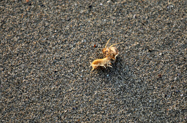 Beach flea on a beach in Brittany Bretagne
