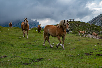 Chevaux dans les sommets des Dolomites