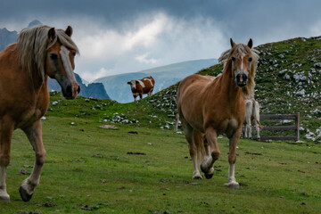 Obraz premium Chevaux dans les sommets des Dolomites