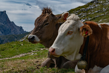 deux vaches des Dolomites
