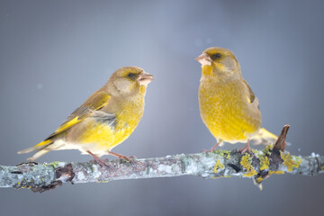The European greenfinch (Chloris chloris) or common greenfinch songbird