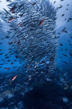 Cardumen de peces en formando un tornado