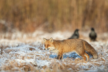 Fox (Vulpes vulpes) in autumn scenery, Poland Europe, animal walking among autumn meadow in amazing warm light