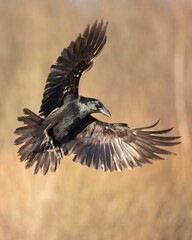 A beautiful raven (Corvus corax) flying bird North Poland Europe