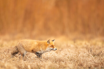 Naklejka na ściany i meble Fox (Vulpes vulpes) in autumn scenery, Poland Europe, animal walking among autumn meadow in amazing warm light