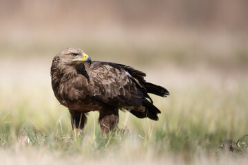 Birds of prey - Lesser Spotted Eagle ( Aquila pomarina )