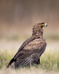 Birds of prey - Lesser Spotted Eagle ( Aquila pomarina )