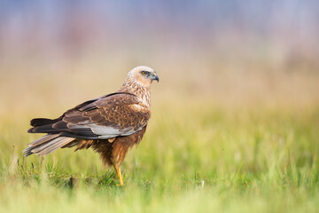 Birds of prey - Marsh Harrier male Circus aeruginosus hunting time