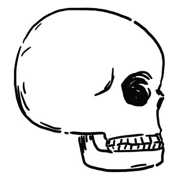 dibujo de cráneo de perfil