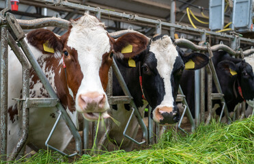 Dairy cows eating fresh feed.