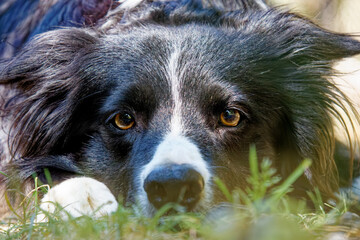 Portrait von einem Border Collie black and white mit braunen Augen im Wald liegend mit Blick direkt...