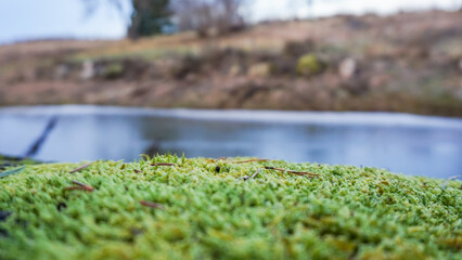 moss and lake