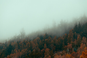niebla de ladera con cielo totalmente nublado en un bosque otoñal con pinos
