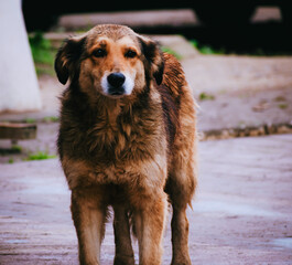 perro callejero café bajo la lluvia en la calle con mirada triste