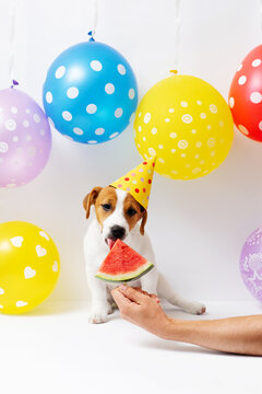 Jack Russell Terrier puppy, 5 months old, in yellow paper hat eats a piece of watermelon. Birthday dog in party hat on a background decorated with colorful balloons