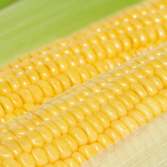 Fresh Corn close-up peeled revealing