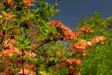 flame azalea blooming springtime on martha's vineyard