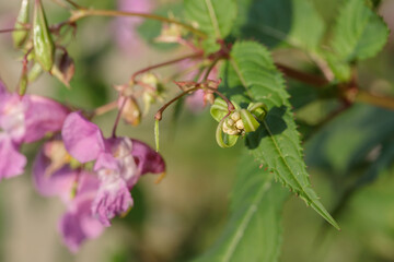 Bursted seed capsule of Himalayan balsam (Impatiens glandulifera). Agressive seed dispersal..