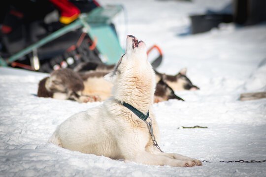 Greenlandic dog, greenland husky howling in snow