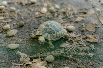 Turtle. A land turtle crawling along the ground.