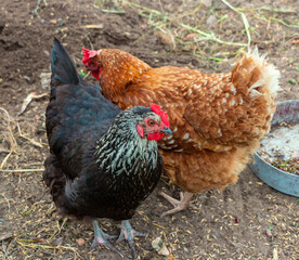 Multi-colored chickens walk on the farm against the background of green grass in summer