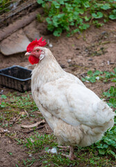 Multi-colored chickens walk on the farm against the background of green grass in summer