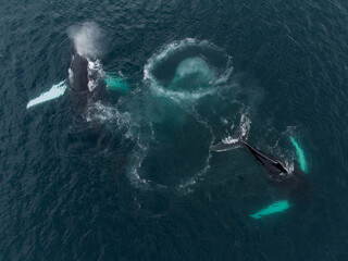 humpback whales hunting in the ocean using bubble net feeding
