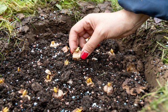 hand sadi in soil-soil flower bulbs. Hand holding a crocus bulb before planting in the ground